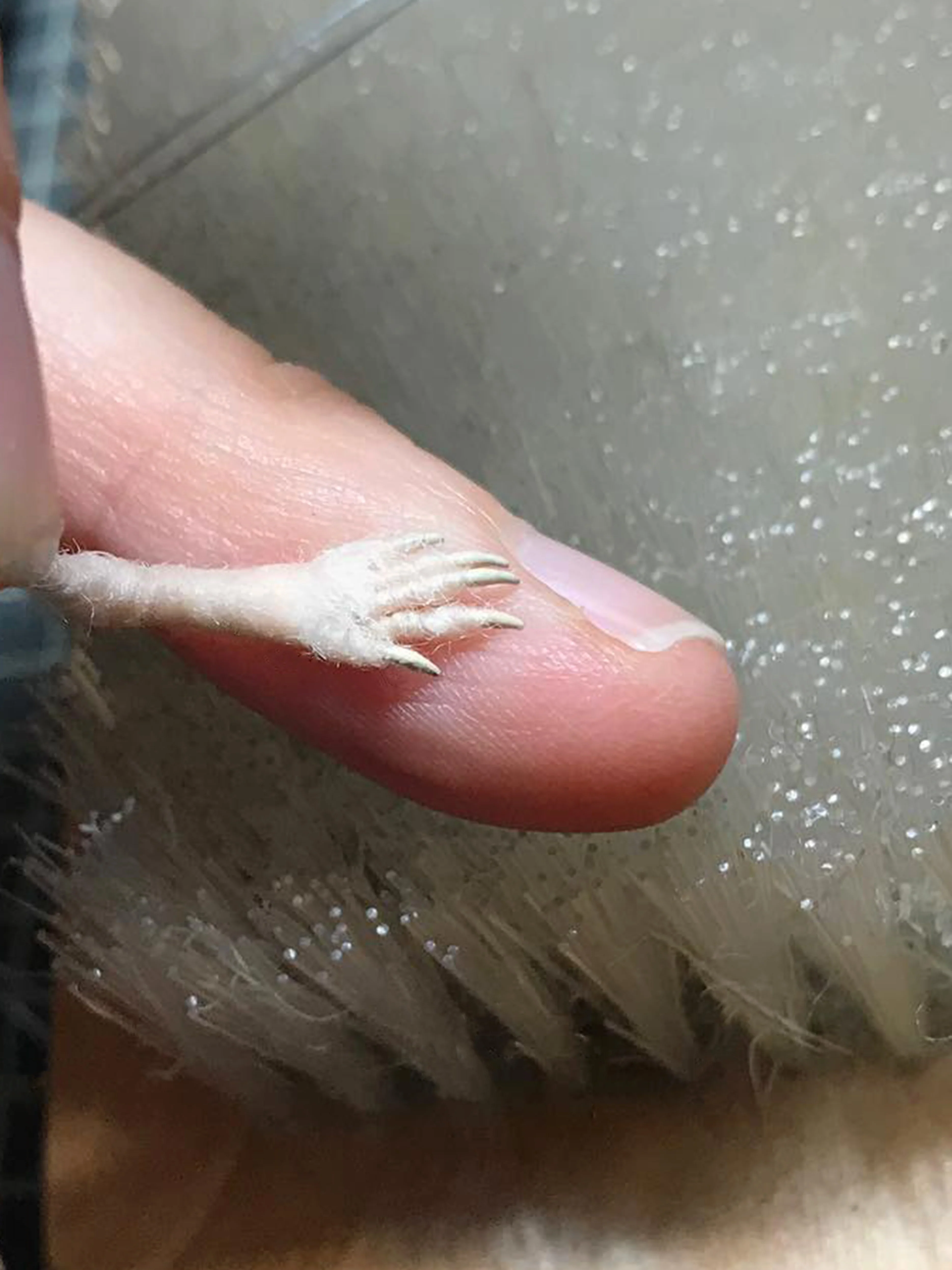 Makerss Masterclass - Harvest Mouse with Agnese Davies - Image 8